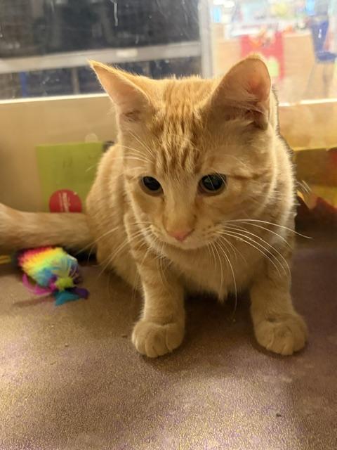 Enlarge CHEDDAR 6937, a Adopted Tabby in Waldorf, MD image 6/6