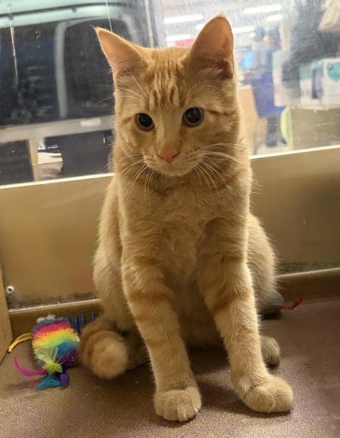 Enlarge CHEDDAR 6937, a Adopted Tabby in Waldorf, MD image 3/6