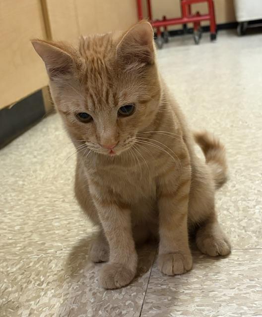 Enlarge CHEDDAR 6937, a Adopted Tabby in Waldorf, MD image 4/6