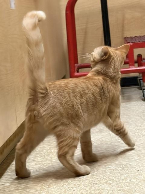 Enlarge CHEDDAR 6937, a Adopted Tabby in Waldorf, MD image 5/6