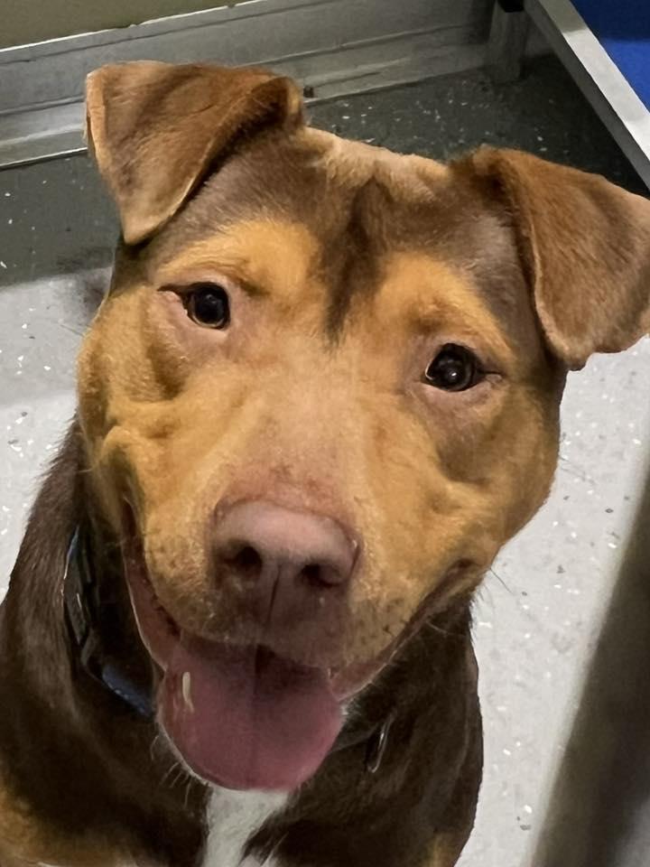 Enlarge Dax, a ADOPTABLE Mixed Breed in Davenport, IA image 2/2