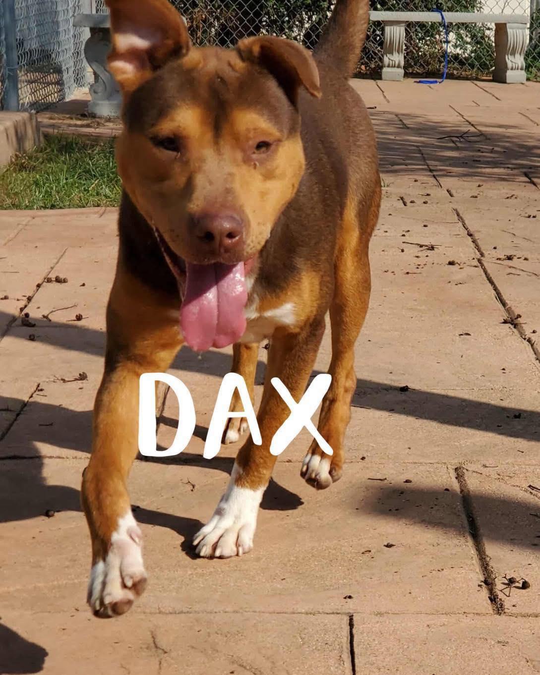 Enlarge Dax, a ADOPTABLE Mixed Breed in Davenport, IA image 1/2