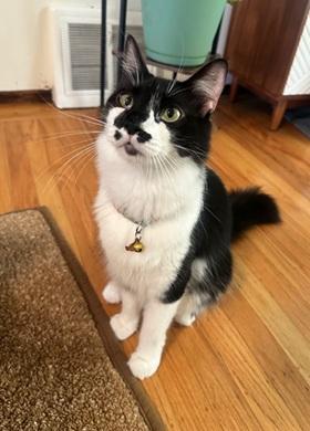 Banjo, Adoptable, Young Male Domestic Medium Hair.