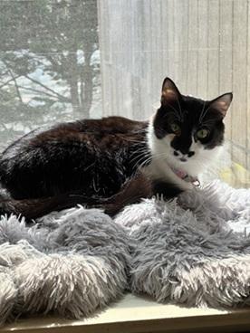 Enlarge Banjo, a Adoptable Domestic Medium Hair in San Francisco, CA image 2/5