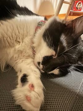 Enlarge Banjo, a Adoptable Domestic Medium Hair in San Francisco, CA image 4/5