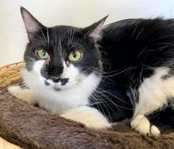 Enlarge Banjo, a Adoptable Domestic Medium Hair in San Francisco, CA image 5/5