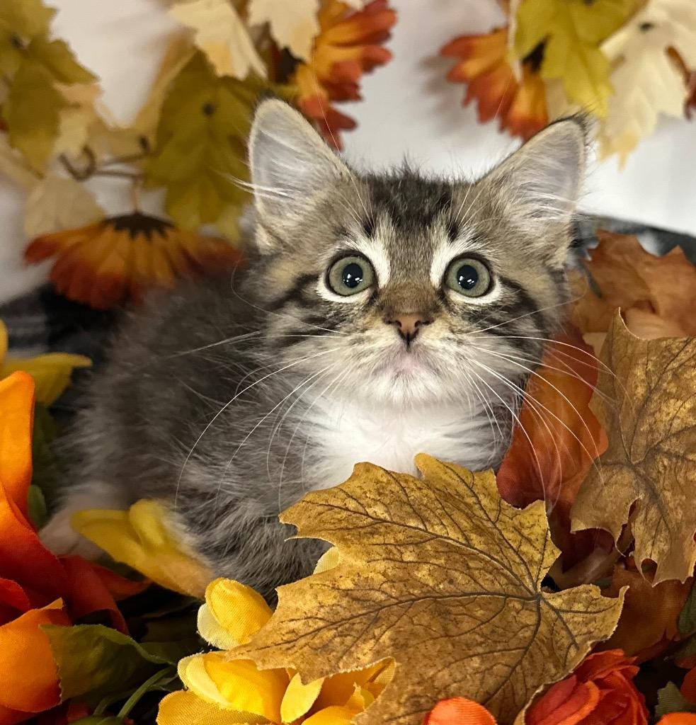 8/22/25 - Roger, Adopted, Kitten Male Domestic Medium Hair.