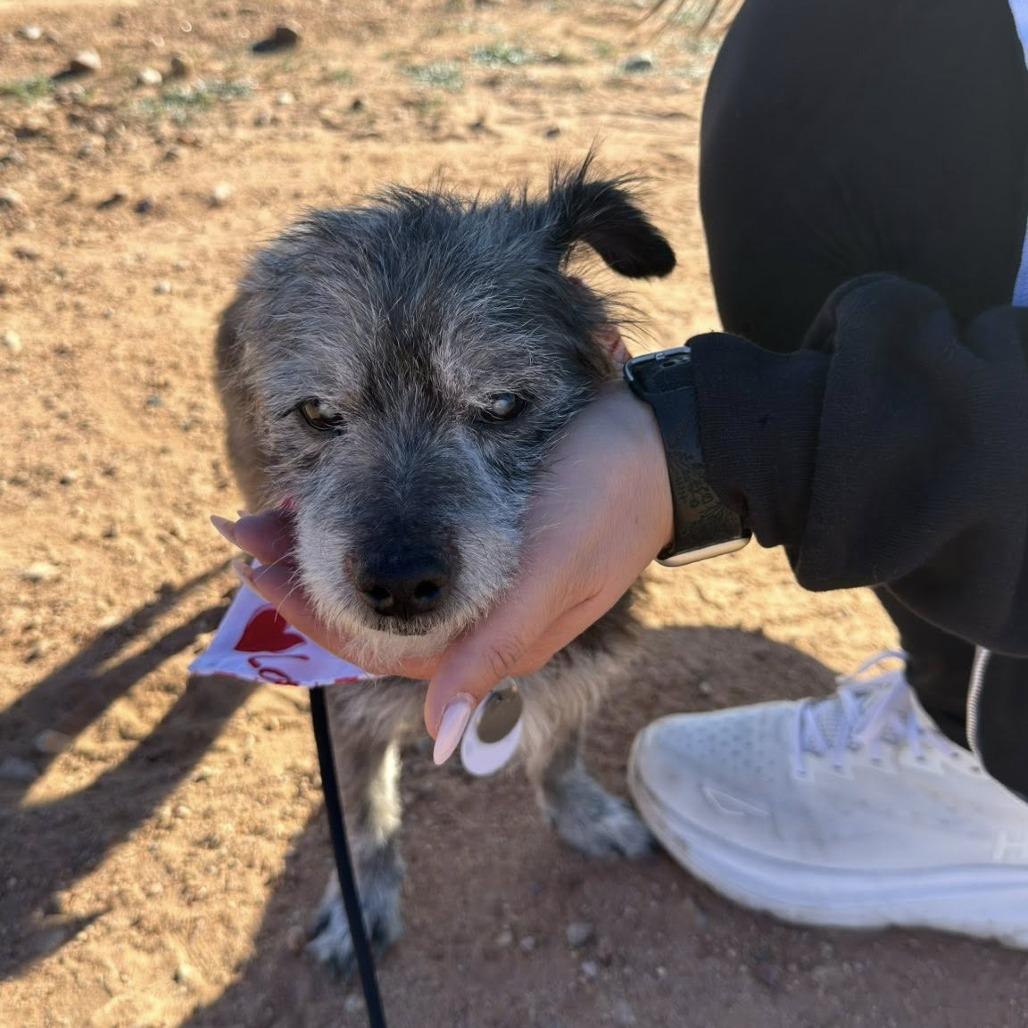 Dunkin, Adoptable, Senior Male Cairn Terrier.