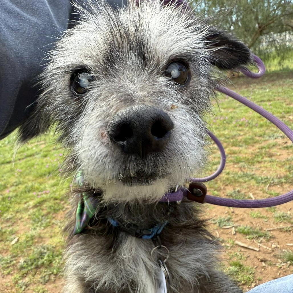 Enlarge Dunkin, a Adoptable Cairn Terrier in Ramona, CA image 3/6