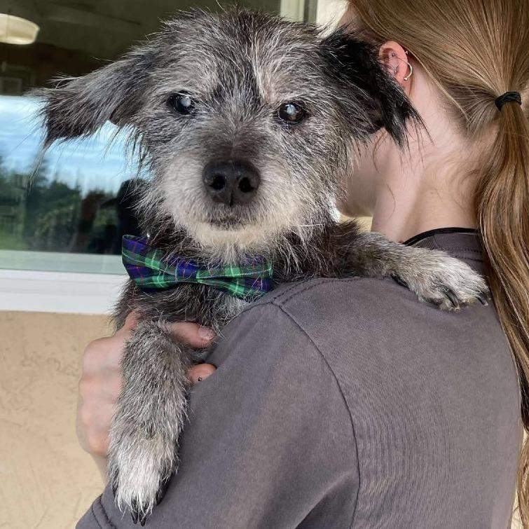 Enlarge Dunkin, a Adoptable Cairn Terrier in Ramona, CA image 5/6