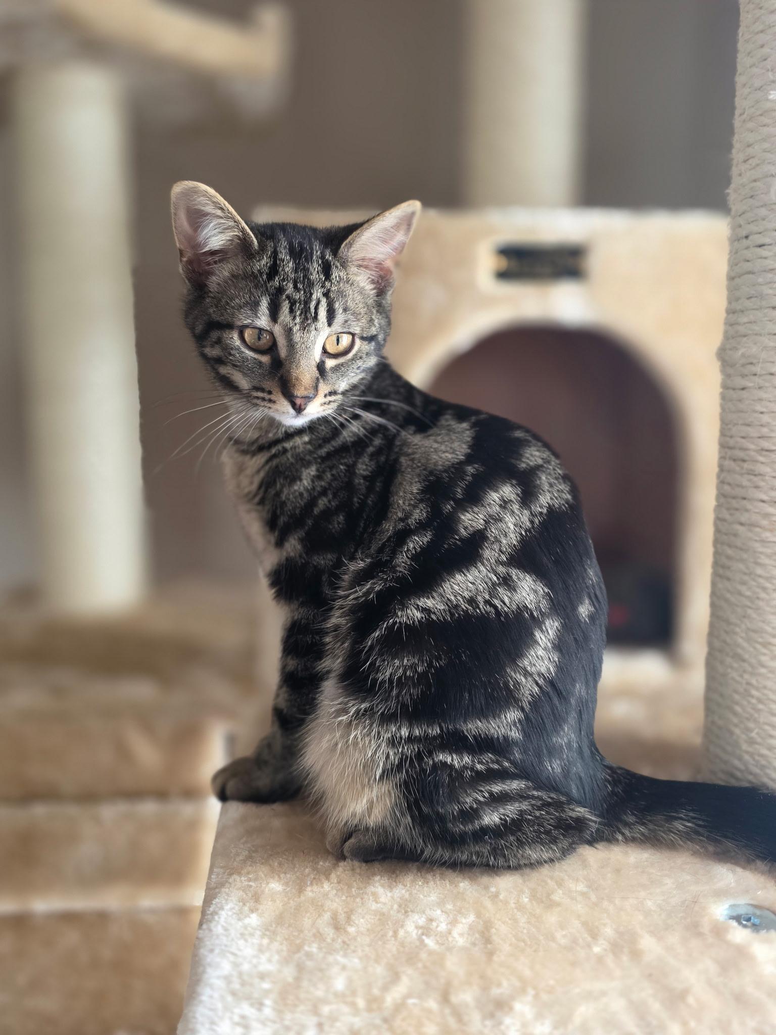 Enlarge Lyric, a ADOPTABLE mixed breed in Howell, MI image 1/2