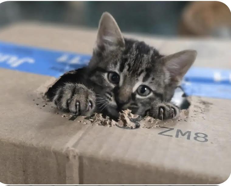 Lyric, ADOPTABLE, Kitten Female Domestic Short Hair.