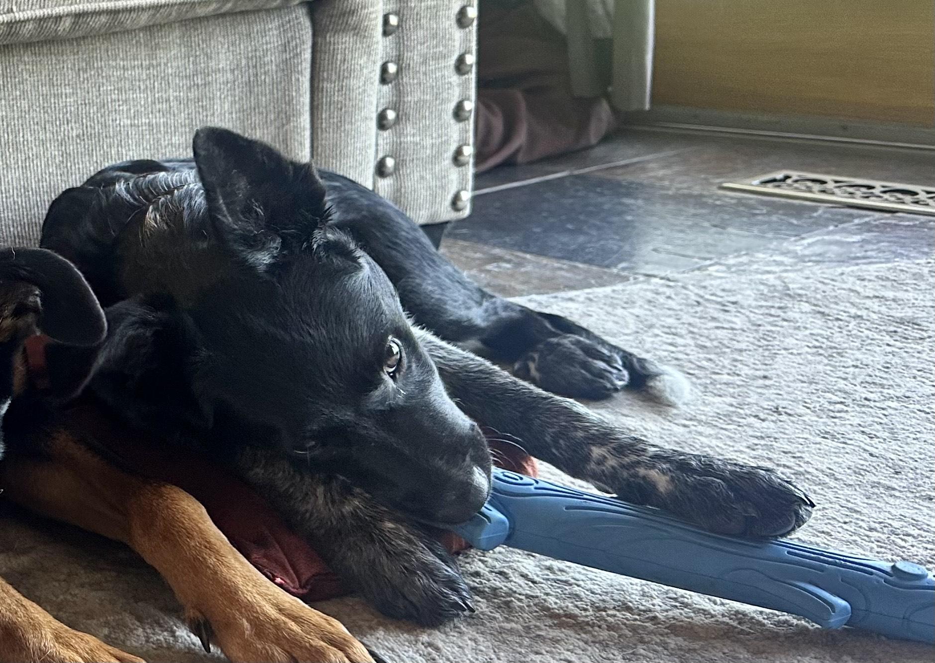 Jasper, a Adoptable mixed breed in Union Grove, WI image 4/6