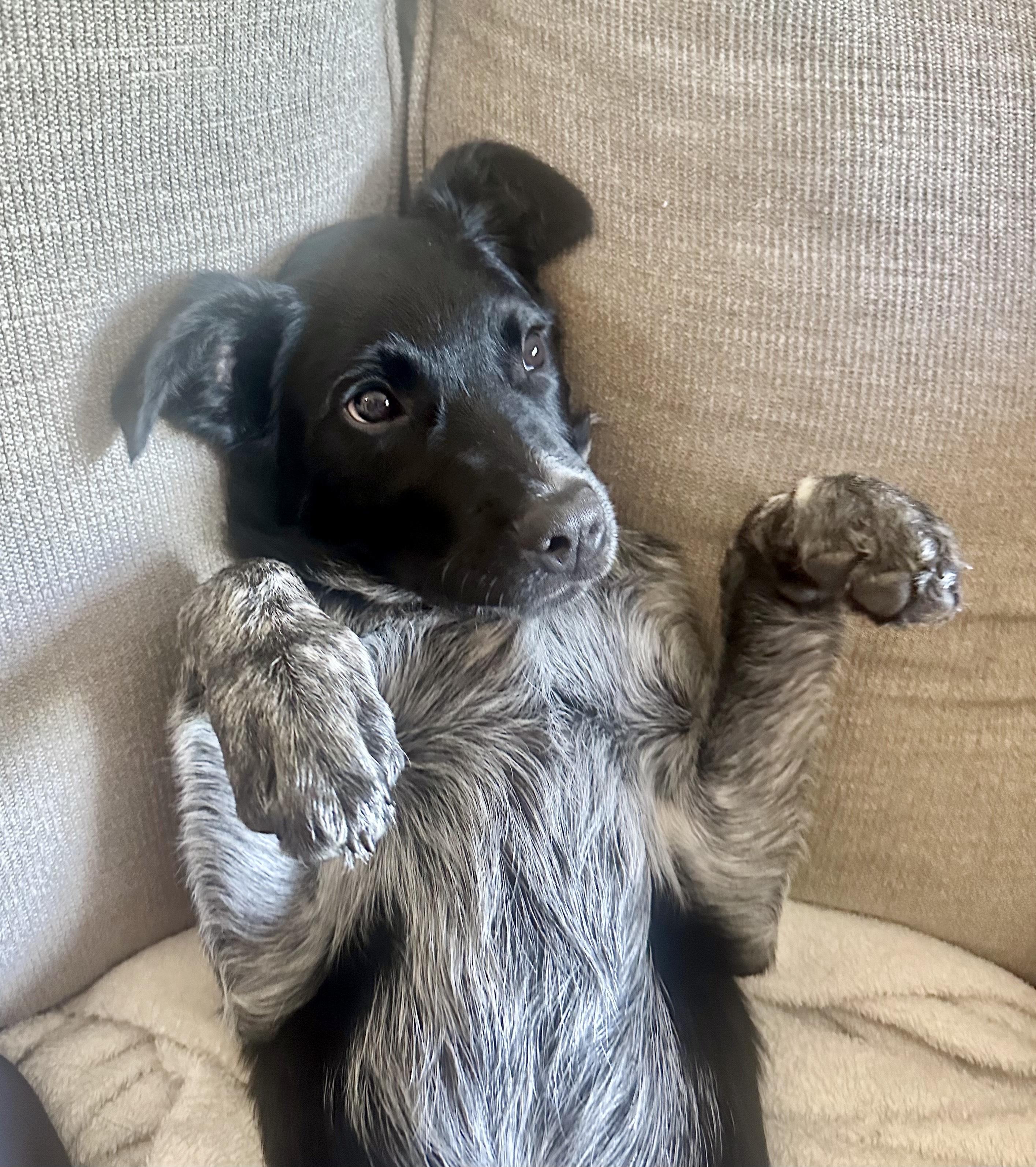 Jasper, a Adoptable mixed breed in Union Grove, WI image 6/6