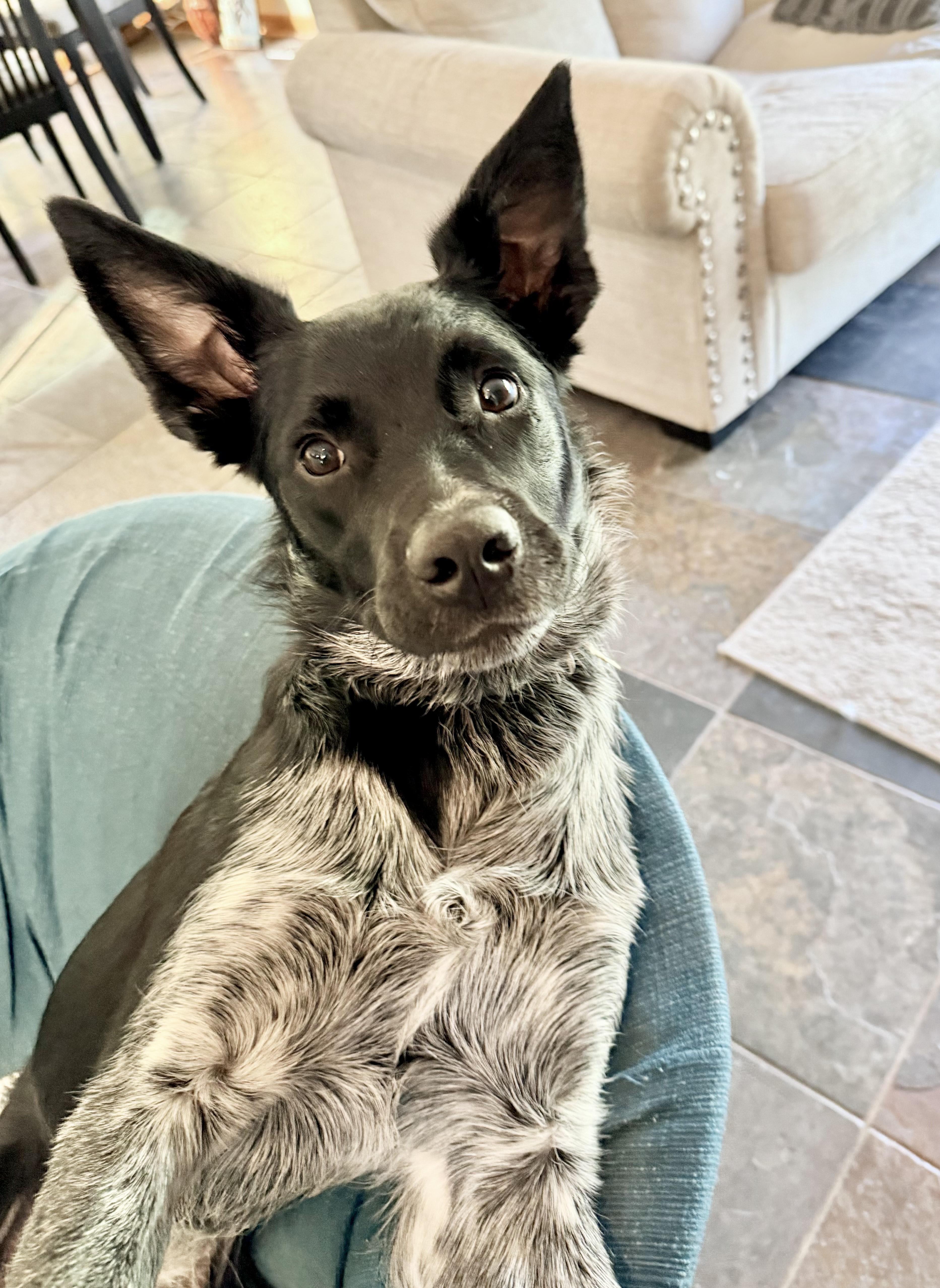 Jasper, a Adoptable mixed breed in Union Grove, WI image 2/6