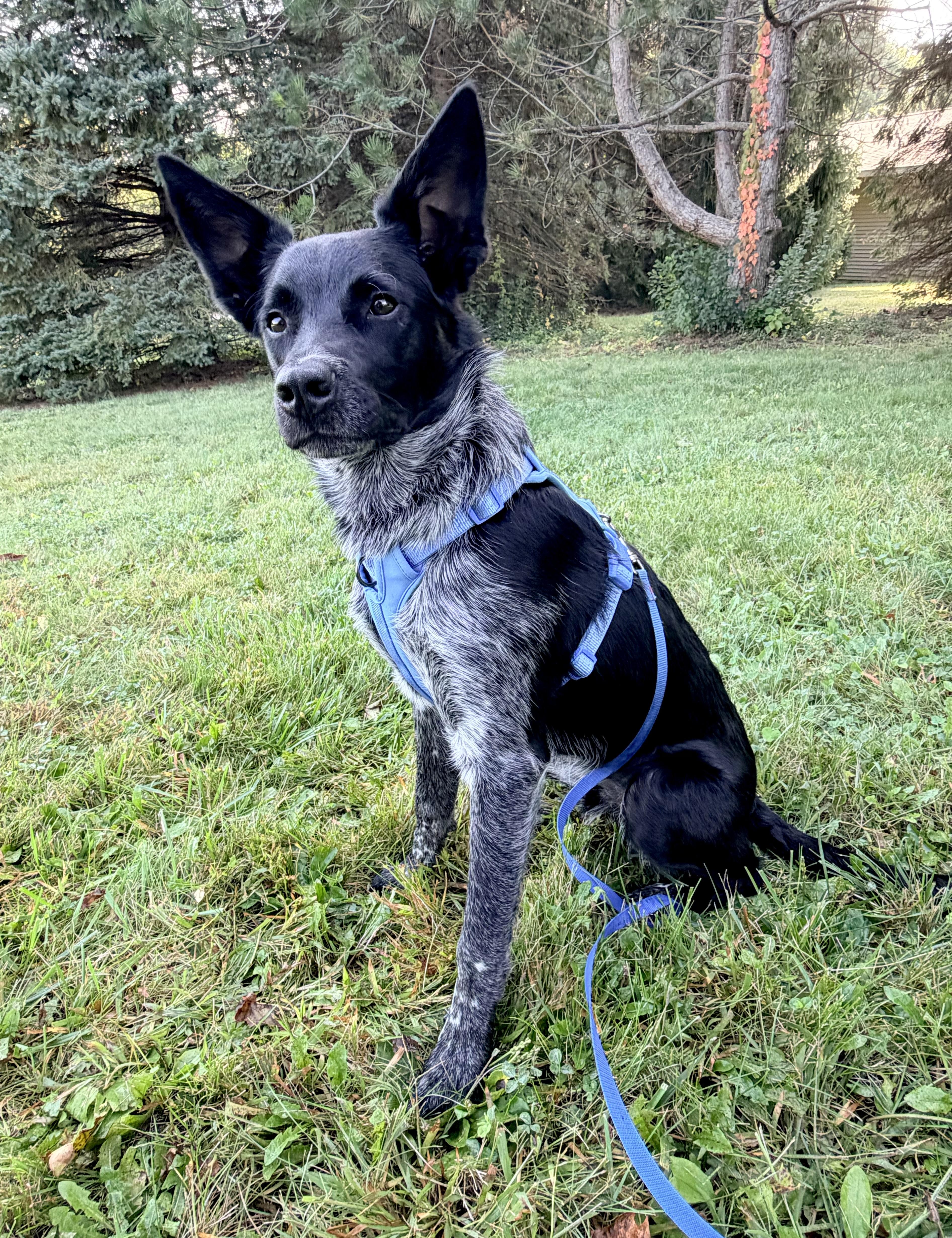 Jasper, a Adoptable mixed breed in Union Grove, WI image 5/6