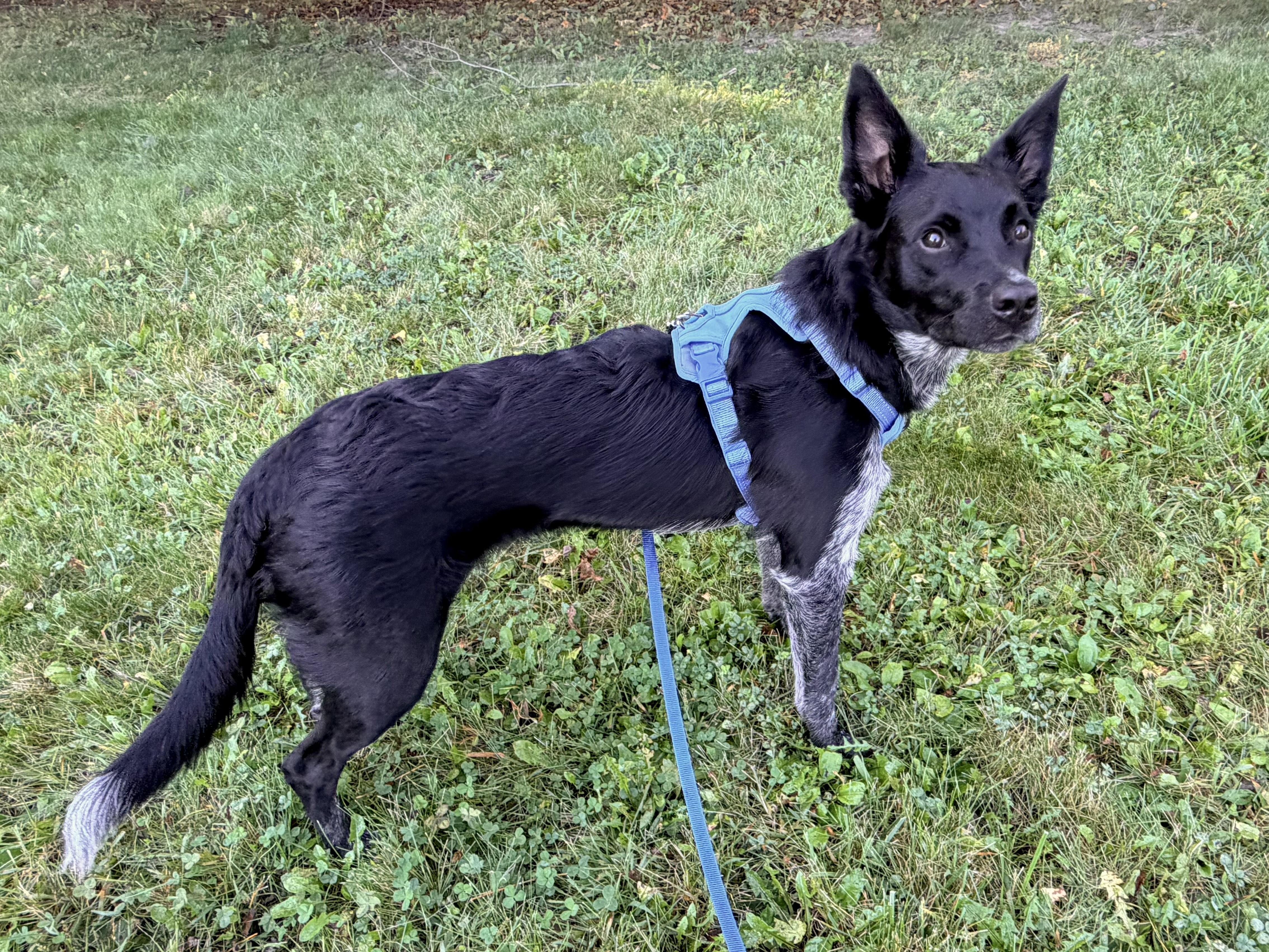 Jasper, a Adoptable mixed breed in Union Grove, WI image 3/6