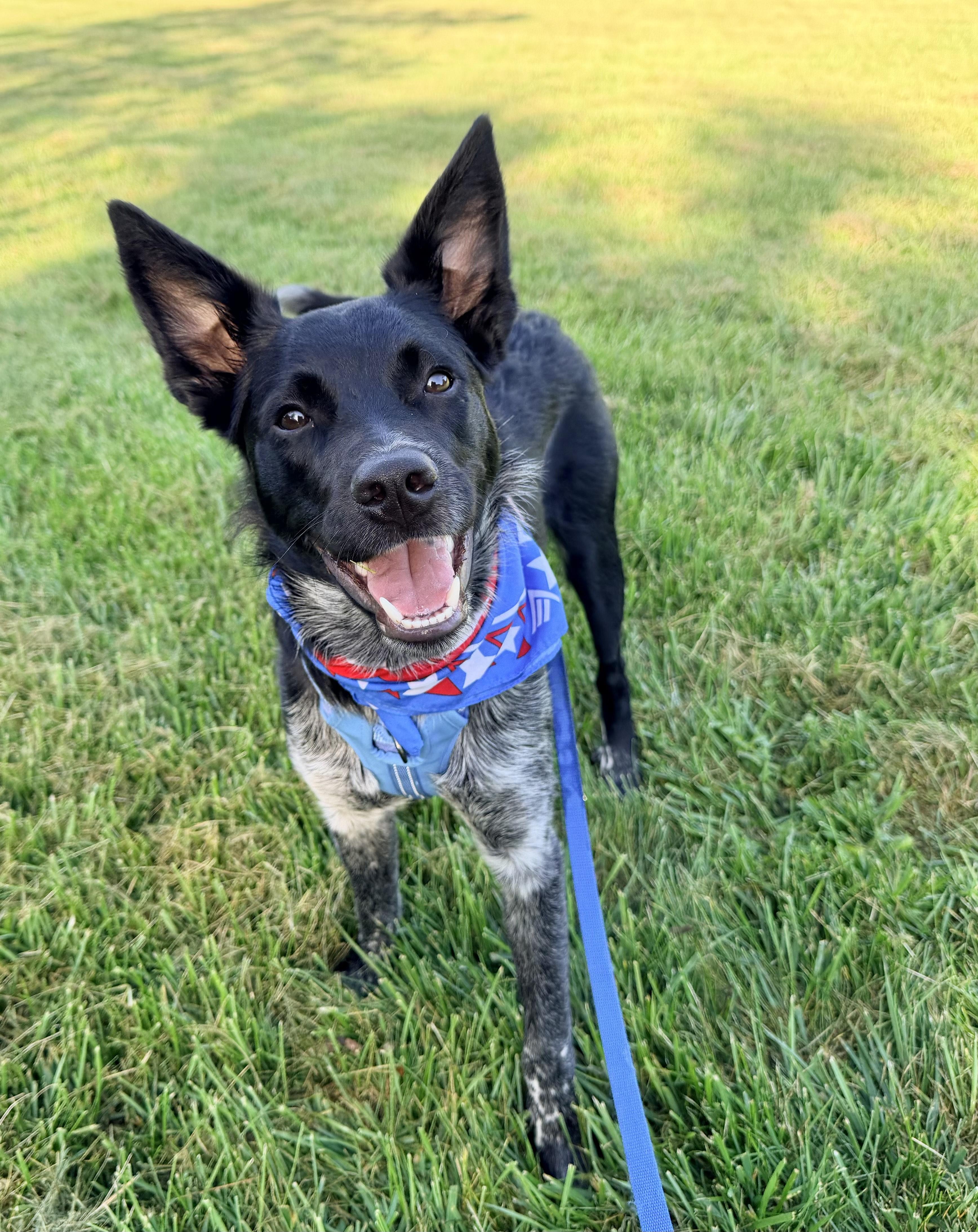 Jasper, Adoptable, Young Male Australian Shepherd.