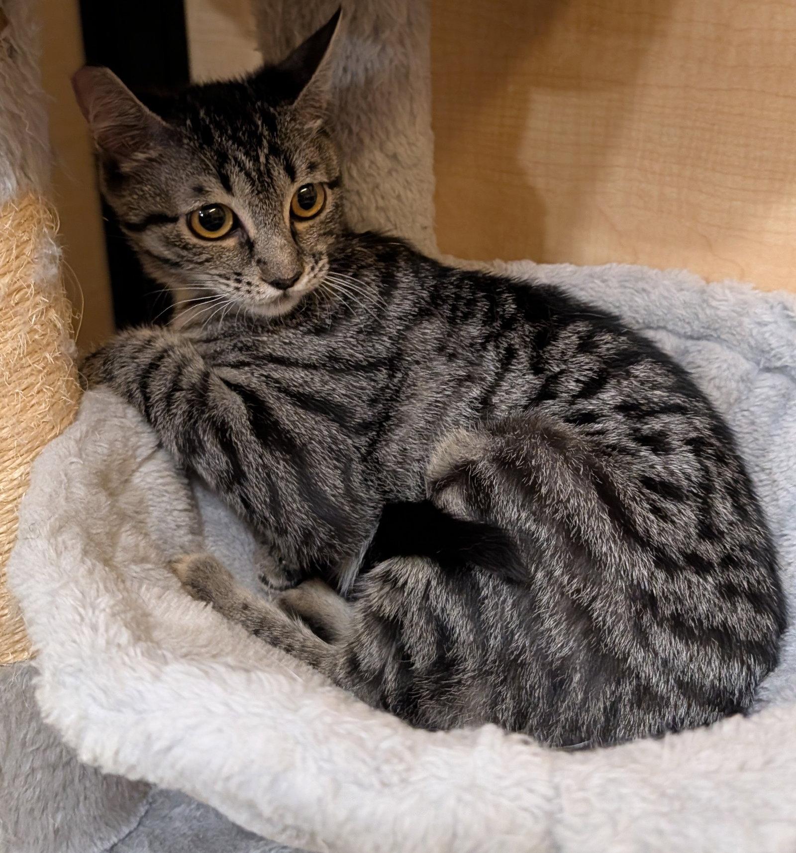 Enlarge Jaws 10.17.25, a Adoptable Domestic Short Hair in Apopka, FL image 1/1