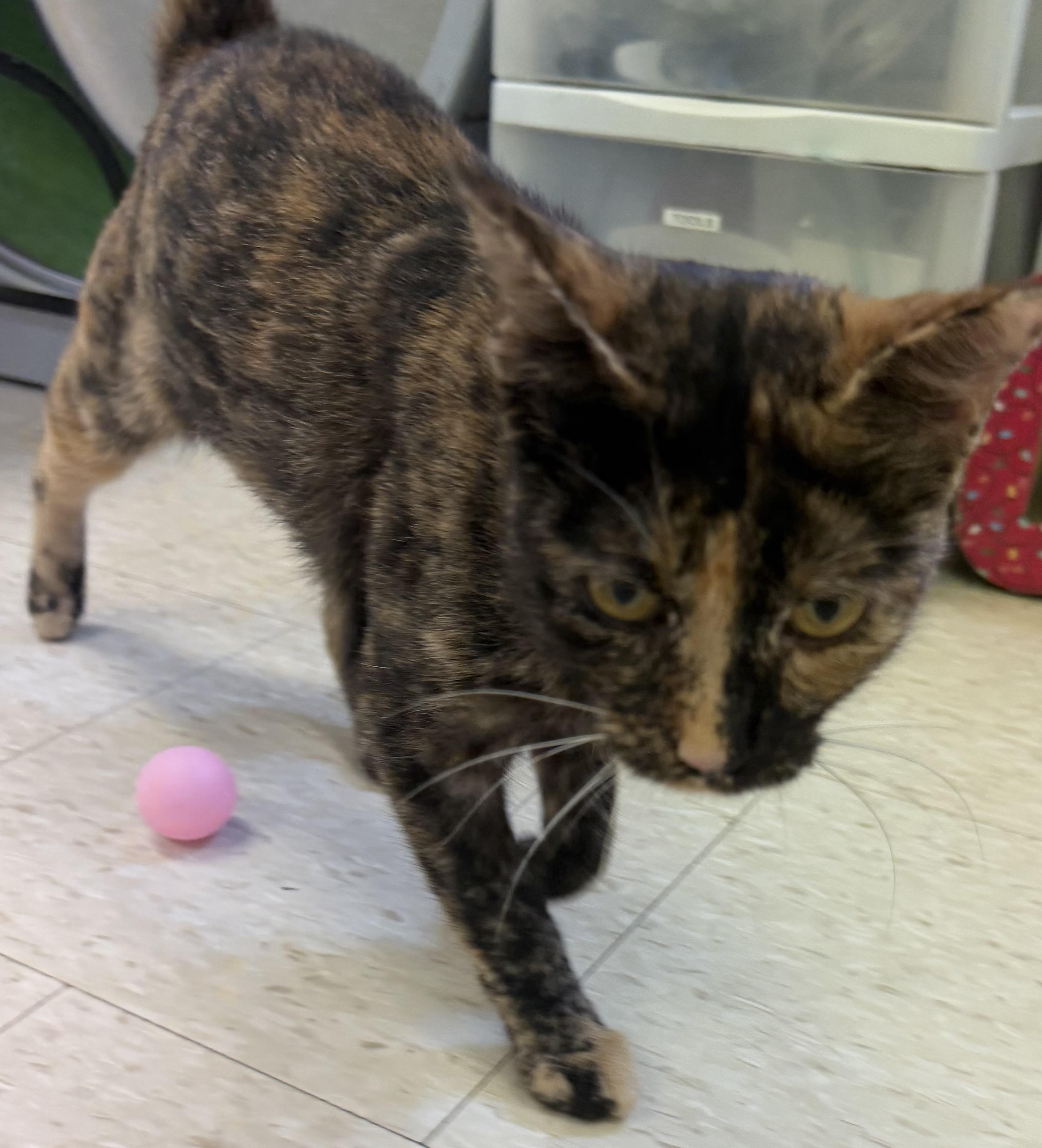 Enlarge Brookie, a ADOPTABLE mixed breed in Salem, NH image 3/3