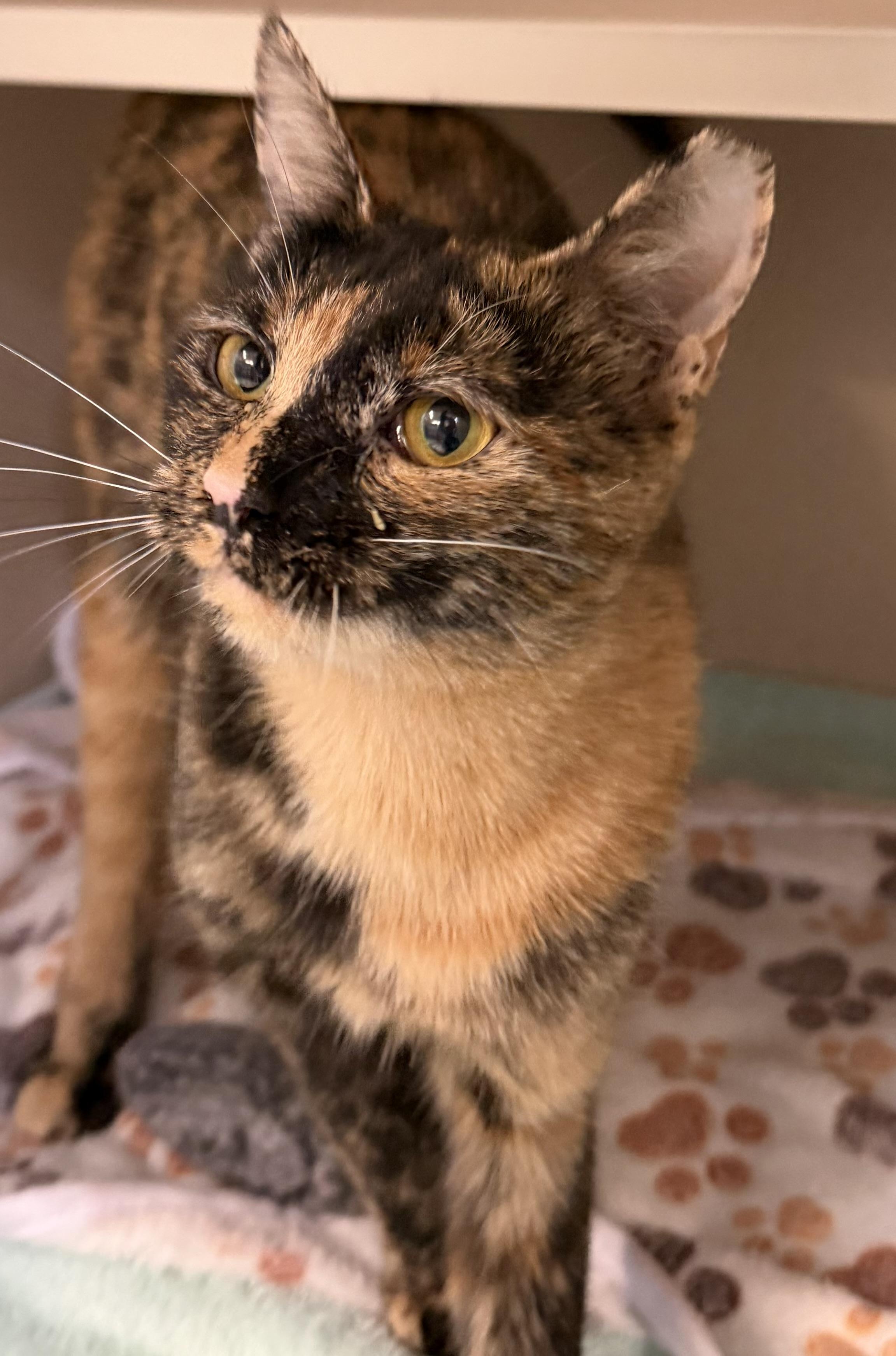 Enlarge Brookie, a ADOPTABLE mixed breed in Salem, NH image 2/3