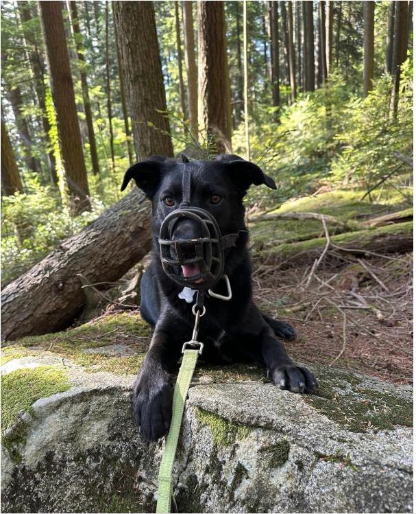 Zena - Courtesy Post, a ADOPTABLE mixed breed in Richmond, BC image 2/6