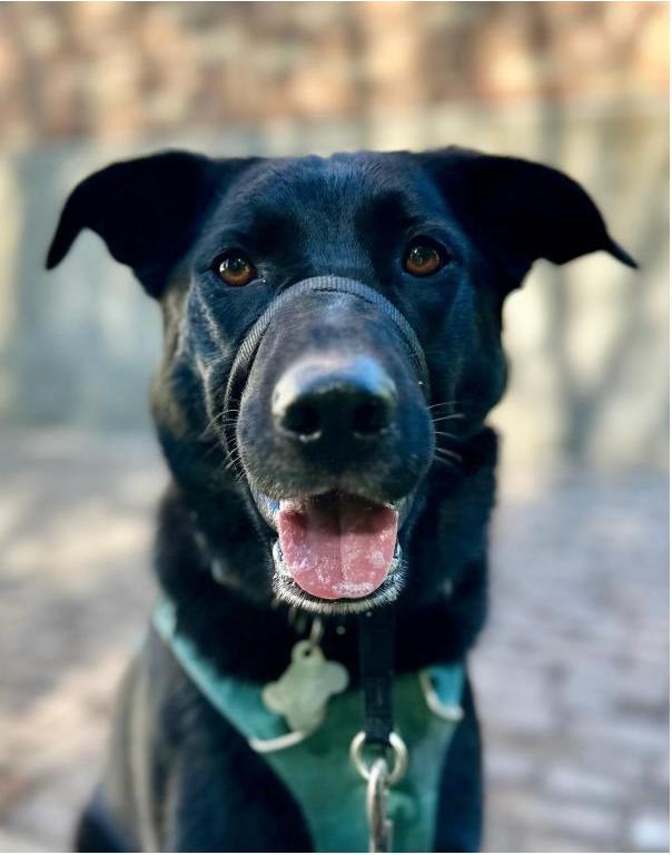 Zena - Courtesy Post, ADOPTABLE, Adult Male Black Labrador Retriever & German Shepherd Dog.