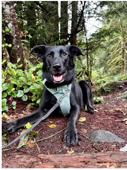 Zena - Courtesy Post, a ADOPTABLE mixed breed in Richmond, BC image 4/6