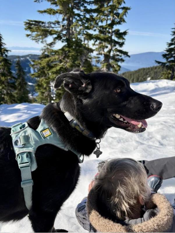 Zena - Courtesy Post, a ADOPTABLE mixed breed in Richmond, BC image 6/6