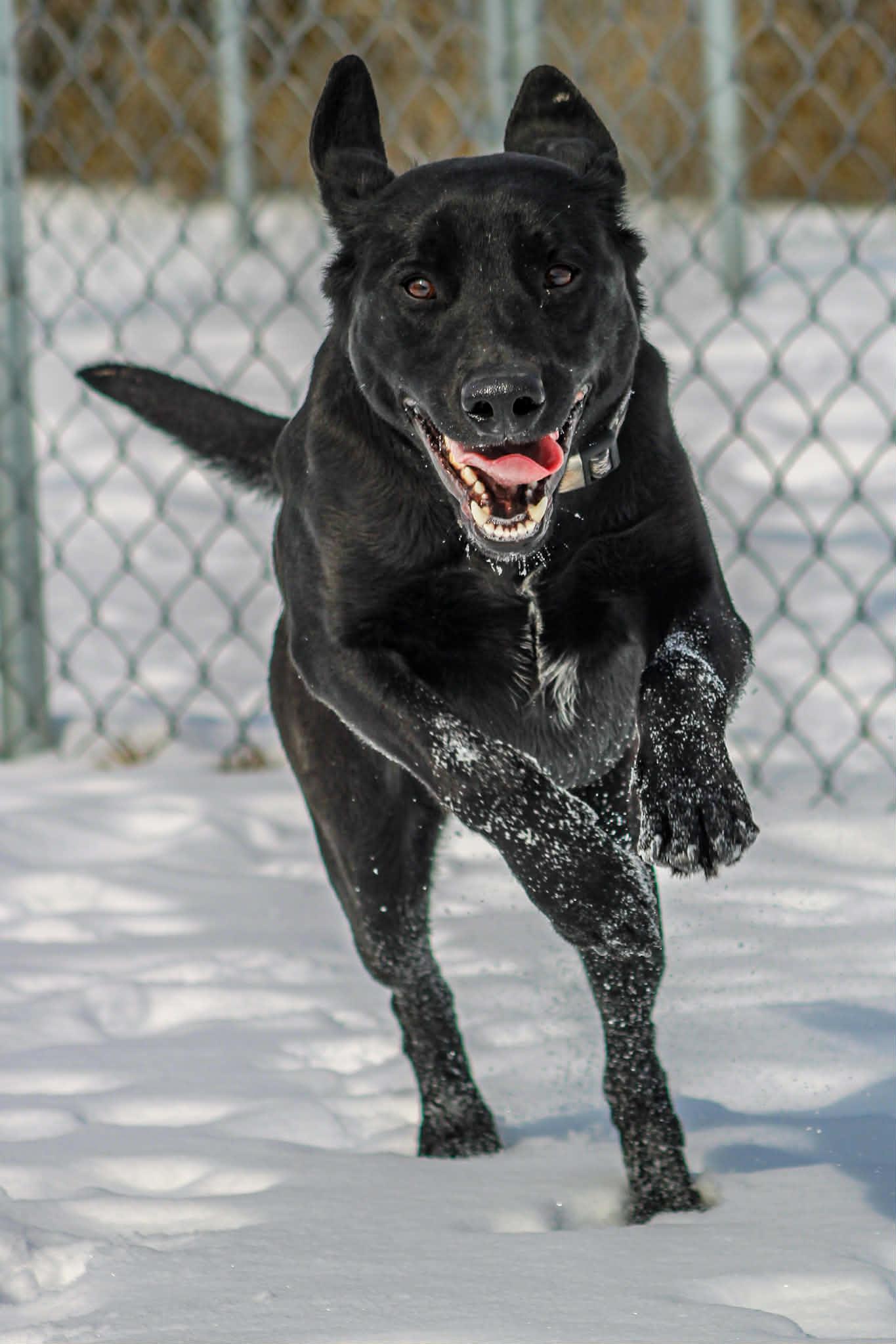Enlarge Roxy, a ADOPTABLE Black Labrador Retriever in Calhoun, KY image 1/3