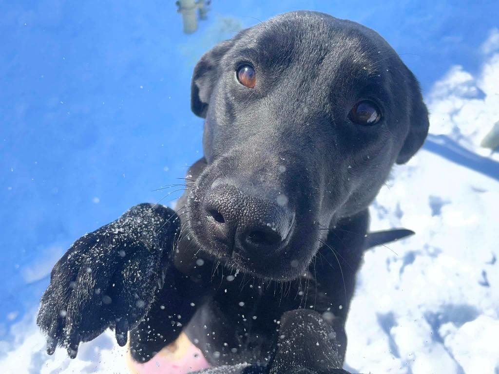 Enlarge Roxy, a ADOPTABLE Black Labrador Retriever in Calhoun, KY image 3/3