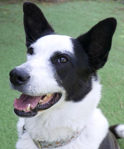 Tipperary, a Adoptable mixed breed in Encinitas, CA image 1/5