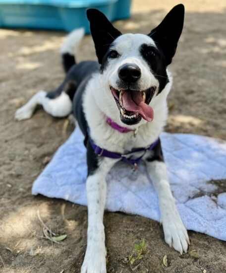 Tipperary, a Adoptable mixed breed in Encinitas, CA image 2/5
