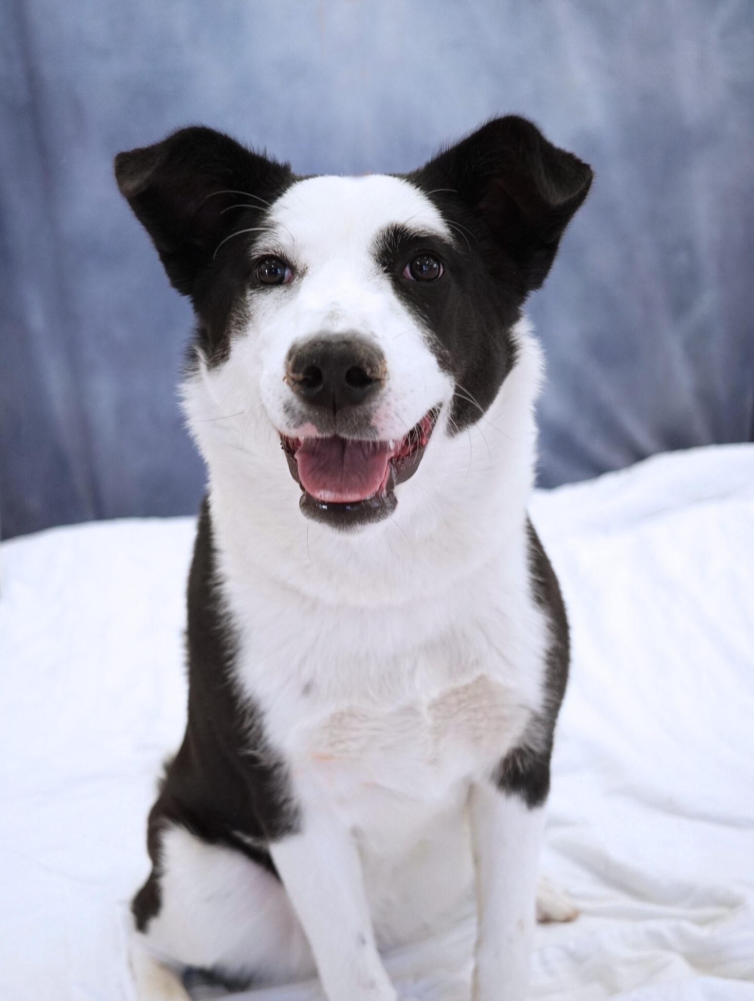 Tipperary, a Adoptable mixed breed in Encinitas, CA image 3/5