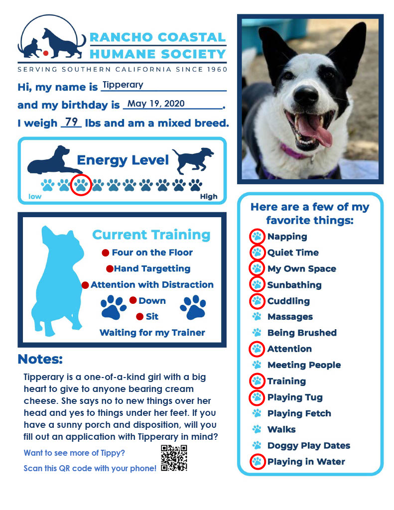 Tipperary, a Adoptable mixed breed in Encinitas, CA image 5/5