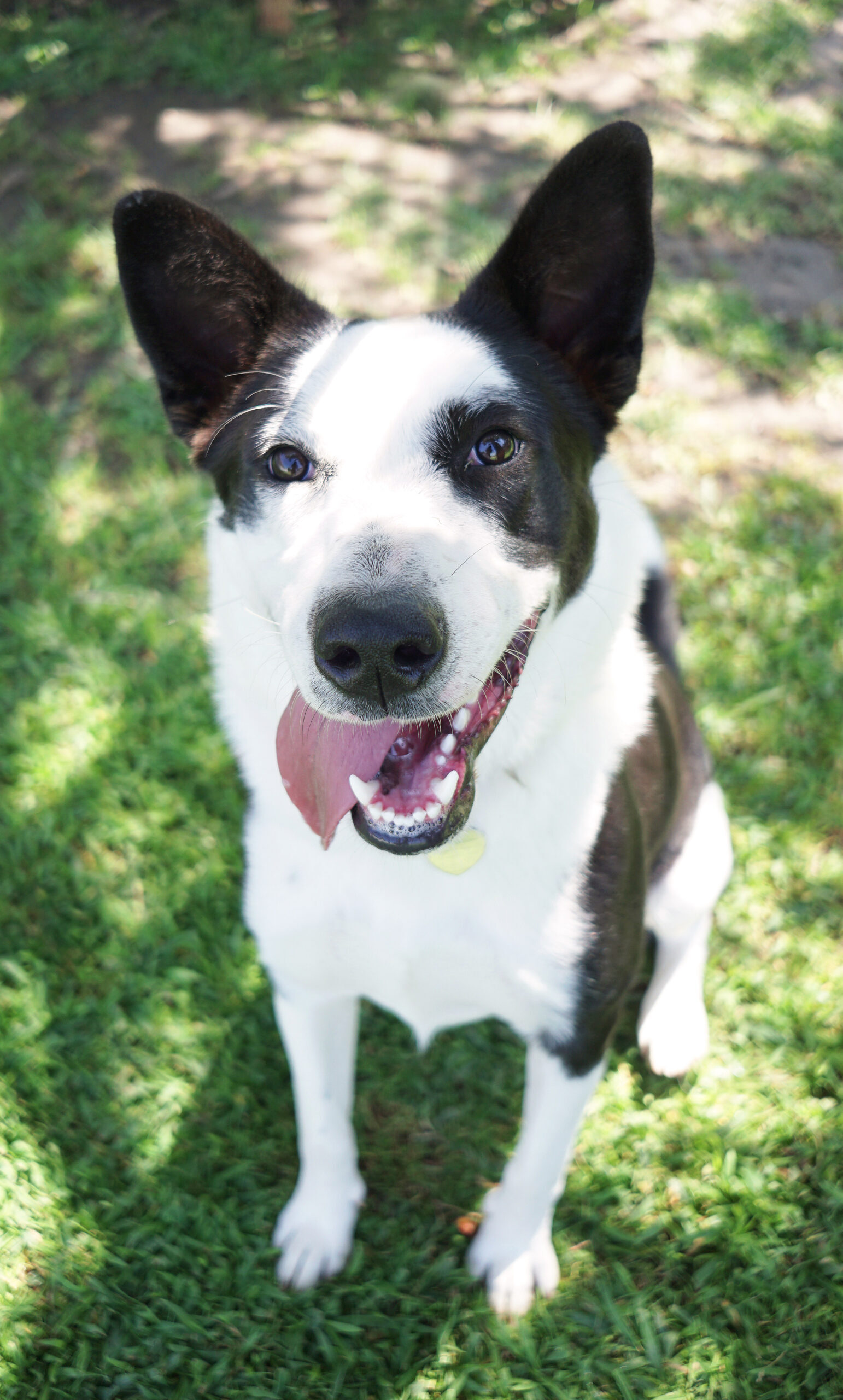 Tipperary, a Adoptable mixed breed in Encinitas, CA image 4/5