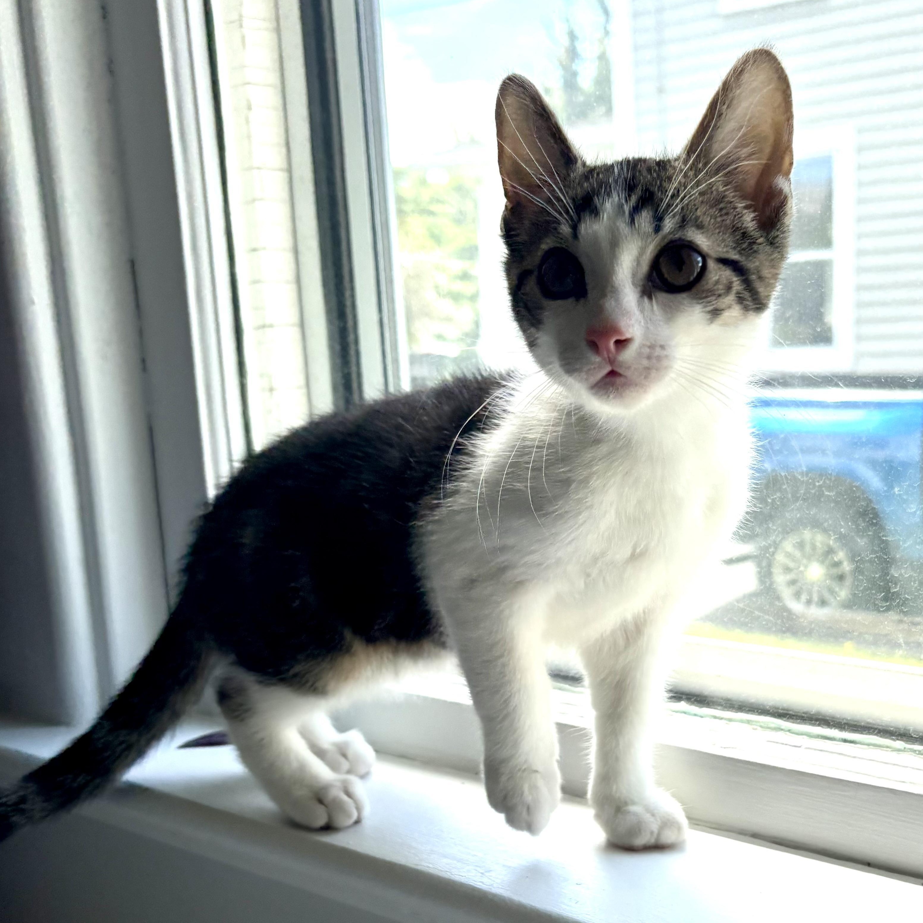 Sebastian, Adoptable, Kitten Male Domestic Short Hair.