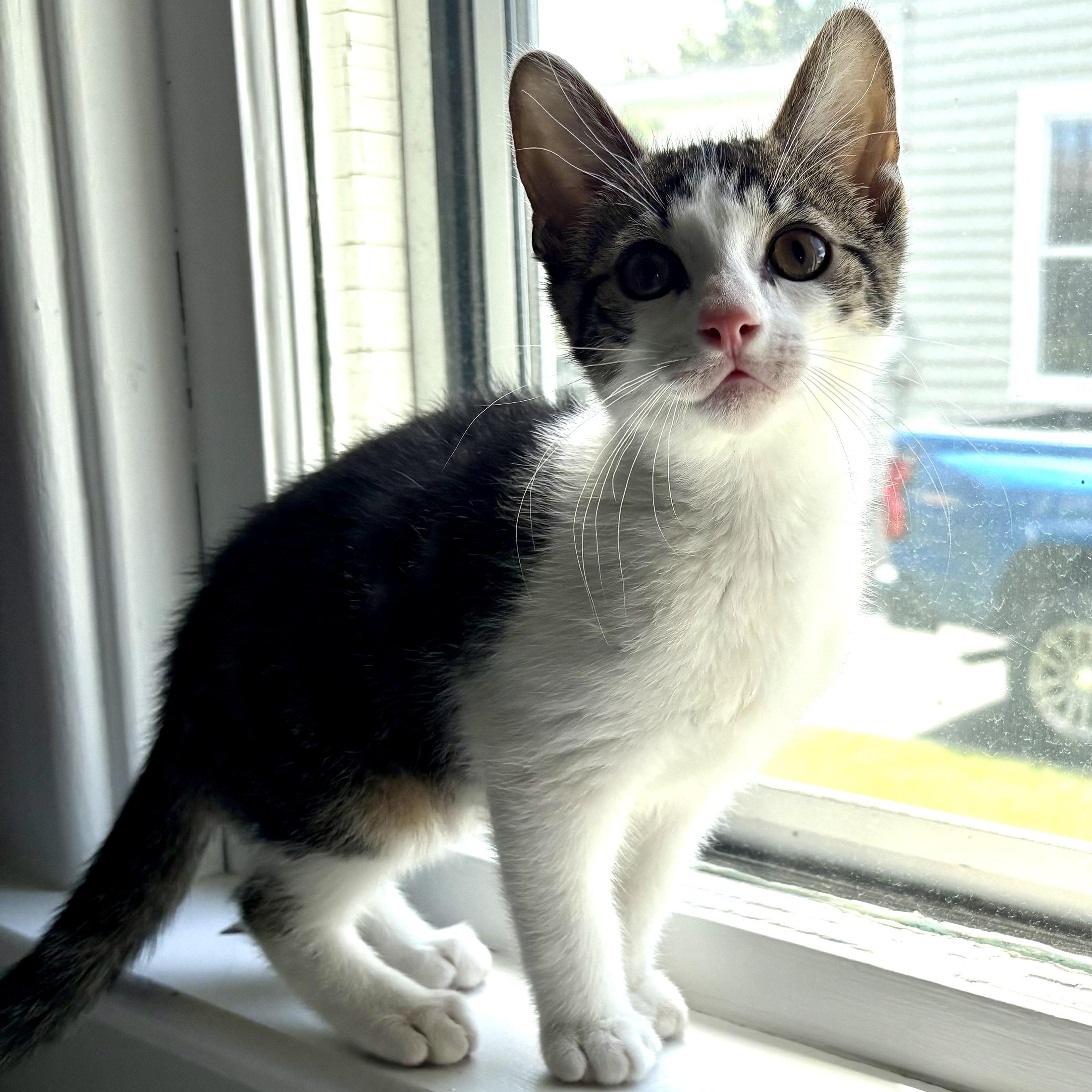 Sebastian, a Adoptable Domestic Short Hair in East Amherst, NY image 2/3