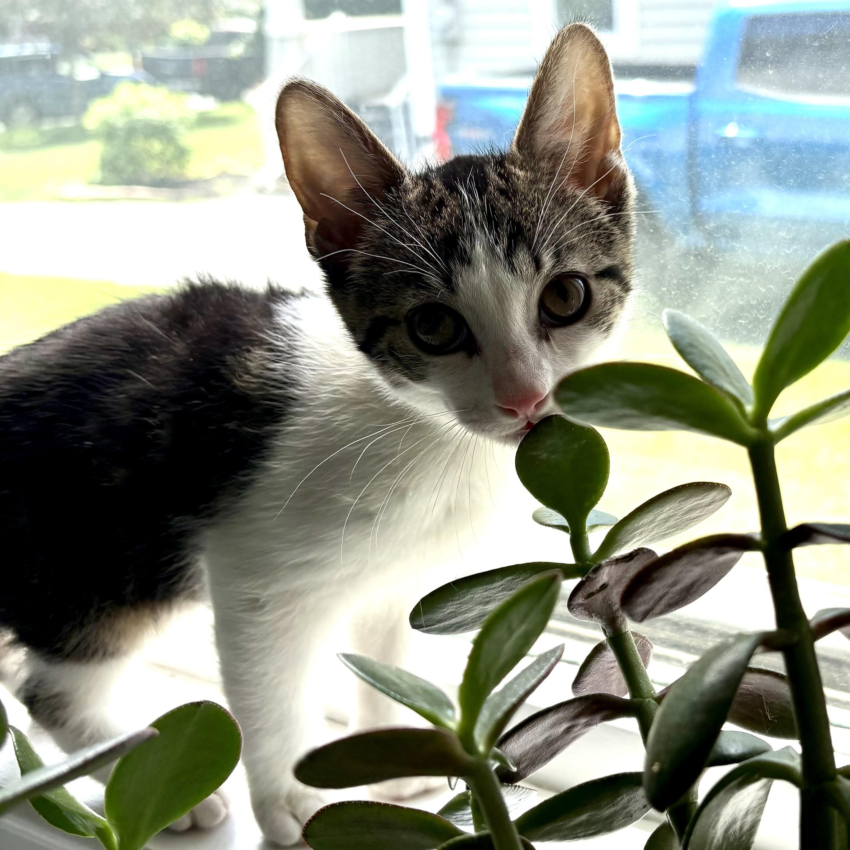 Sebastian, a Adoptable Domestic Short Hair in East Amherst, NY image 3/3