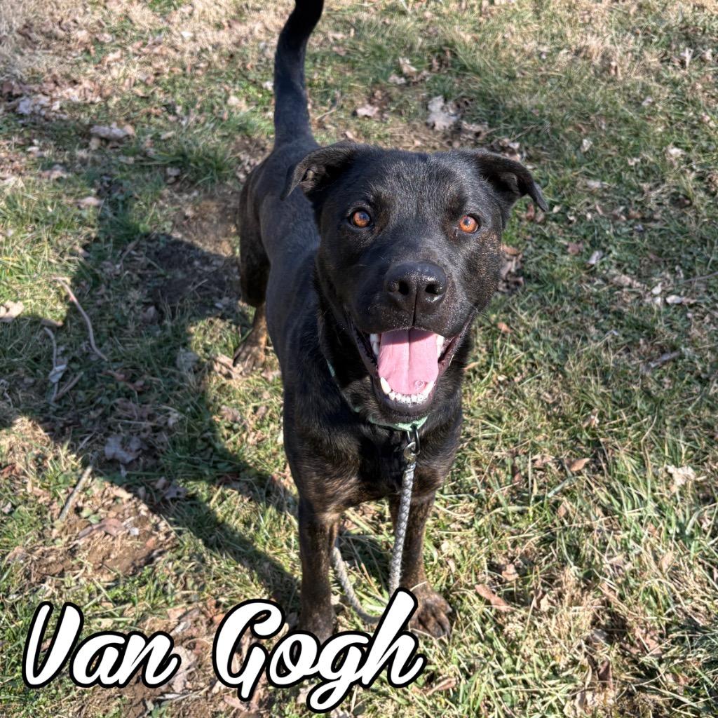 Van Gogh, Adoptable, Young Male Rottweiler & Shepherd.