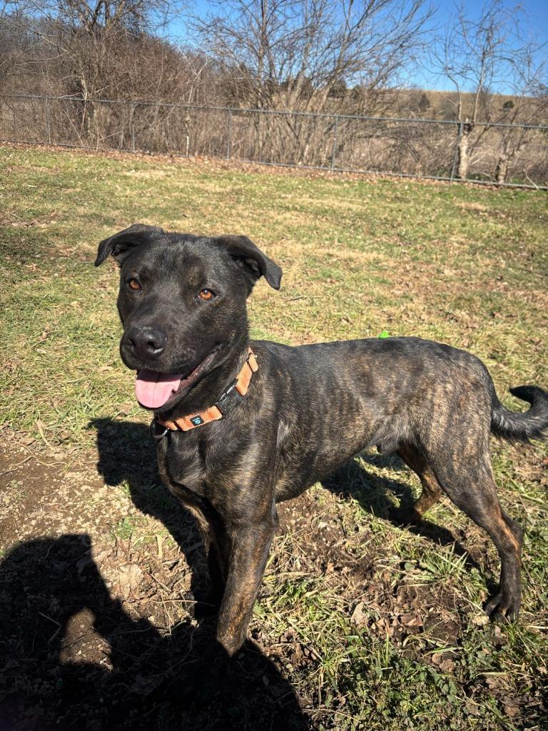 Van Gogh, a Adoptable mixed breed in Hillsboro, OH image 3/4