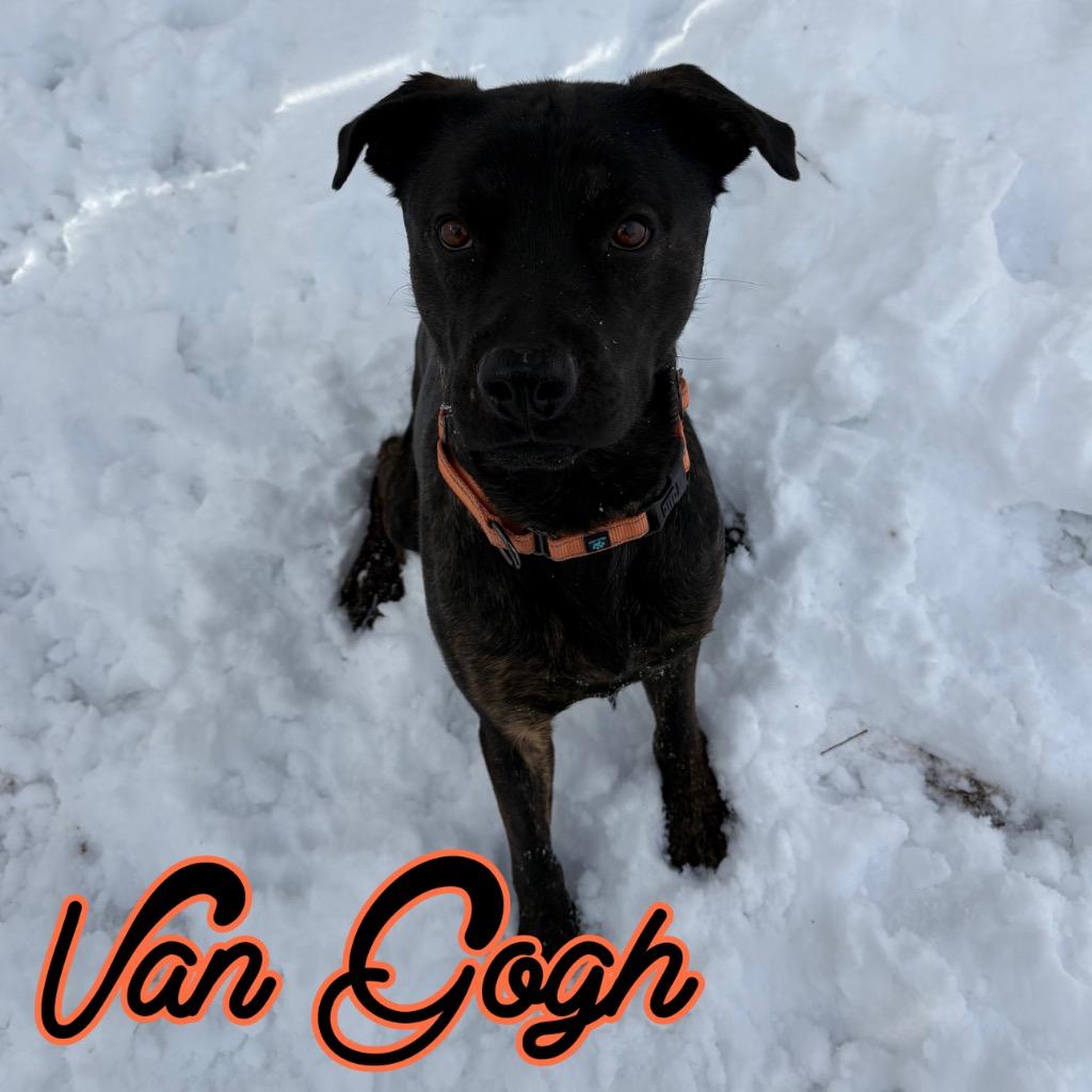 Van Gogh, a Adoptable mixed breed in Hillsboro, OH image 4/4