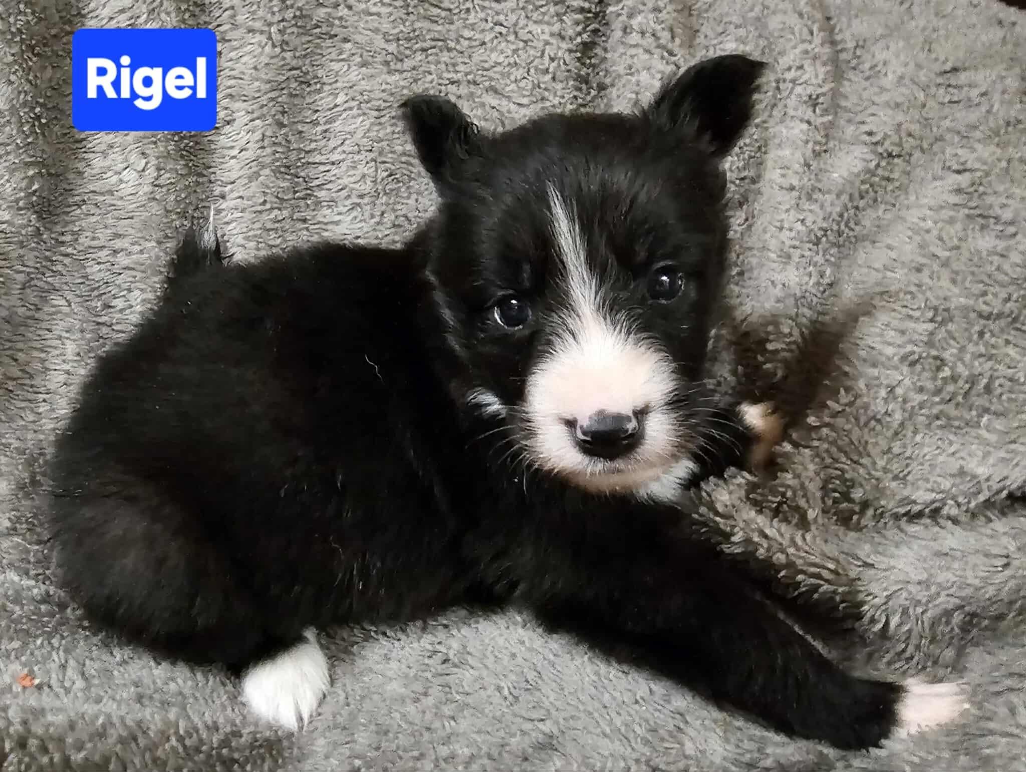 Rigel (4wk PUPPY) photo 1