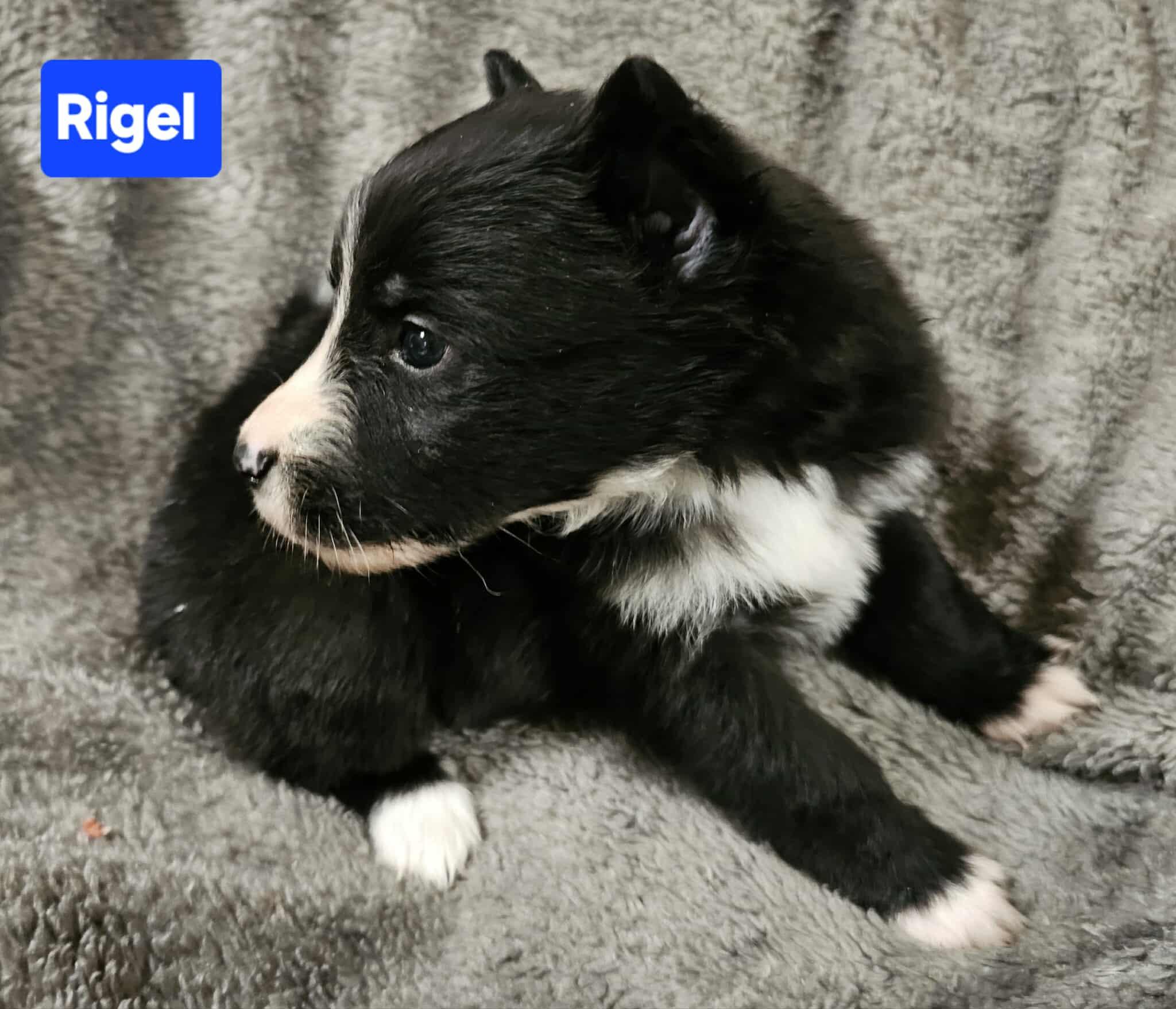 Rigel (4wk PUPPY) photo 2