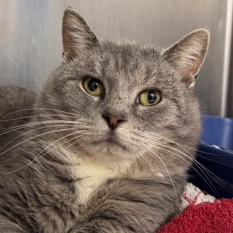 Patchy, Adoptable, Adult Male Domestic Short Hair.