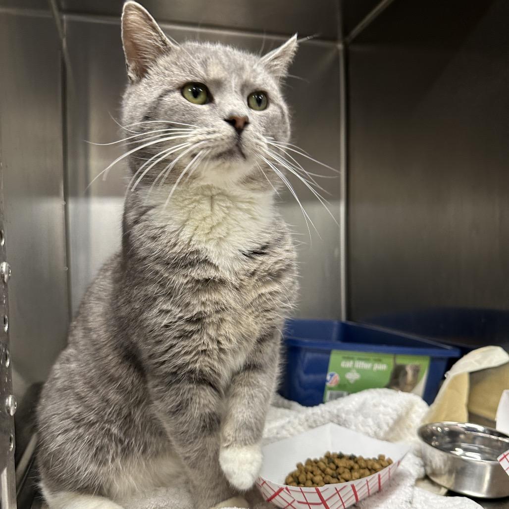 Enlarge Patchy, a Adoptable Domestic Short Hair in New York, NY image 2/6