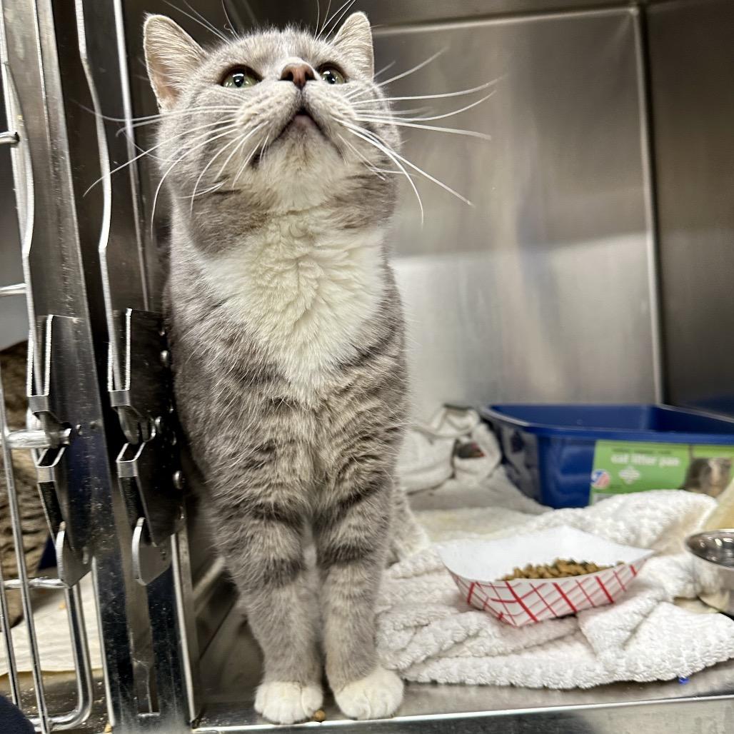 Enlarge Patchy, a Adoptable Domestic Short Hair in New York, NY image 3/6