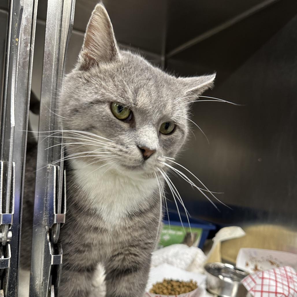 Enlarge Patchy, a Adoptable Domestic Short Hair in New York, NY image 4/6