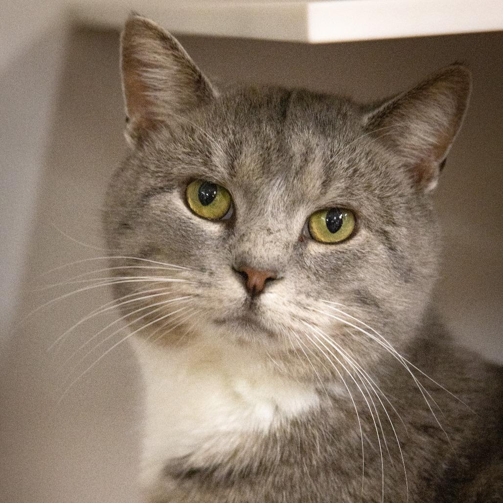 Enlarge Patchy, a Adoptable Domestic Short Hair in New York, NY image 5/6