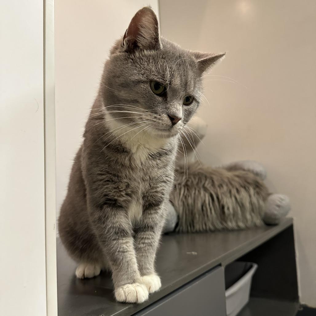 Enlarge Patchy, a Adoptable Domestic Short Hair in New York, NY image 6/6